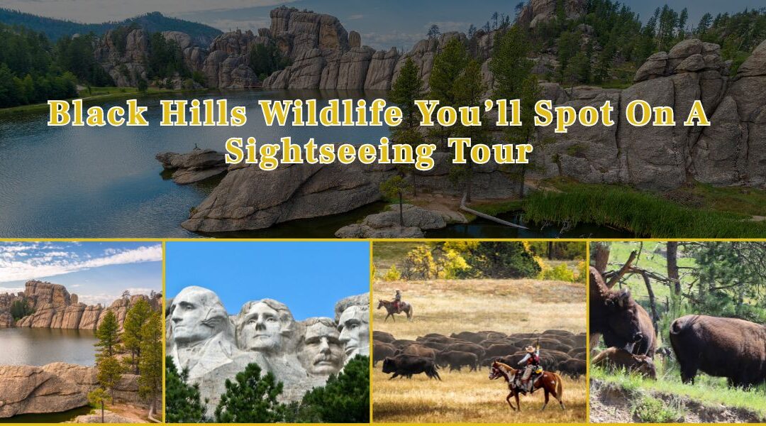 Black Hills Wildlife You’ll Spot On A Sightseeing Tour