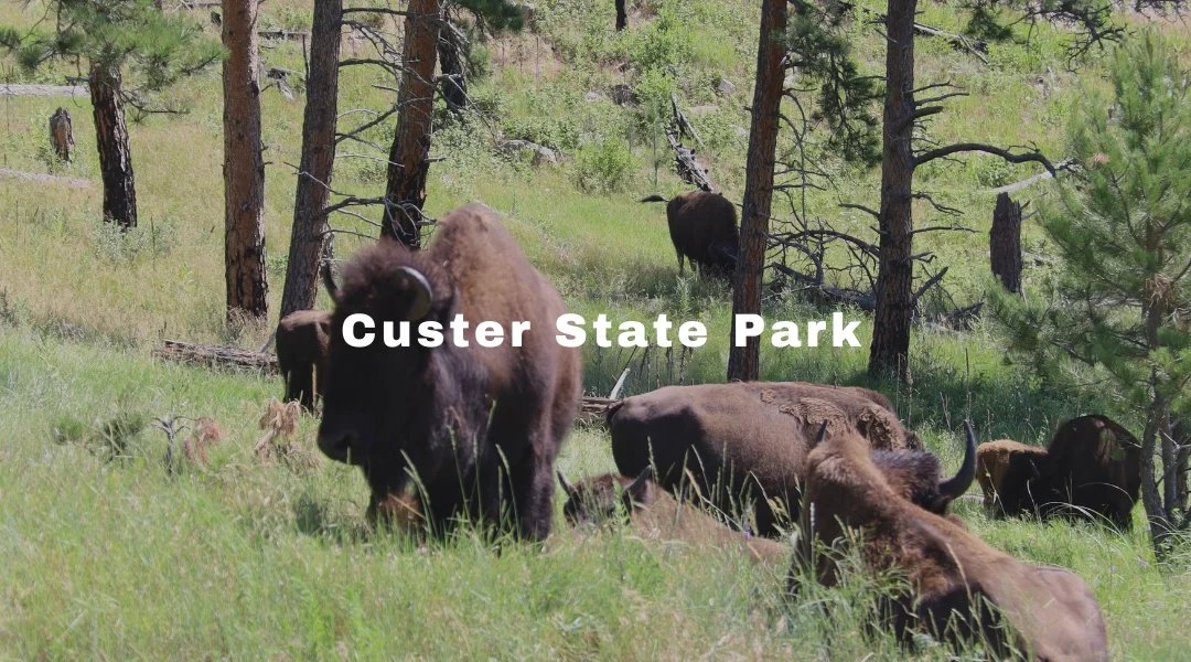 Discover the Wildlife and Scenic Beauty of Custer State Park